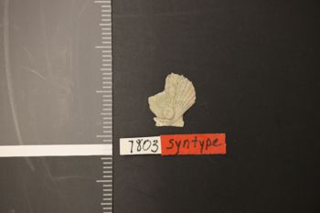 Media type: image;   Malacology 7803 Description: Digital documentation photo of dry specimen;